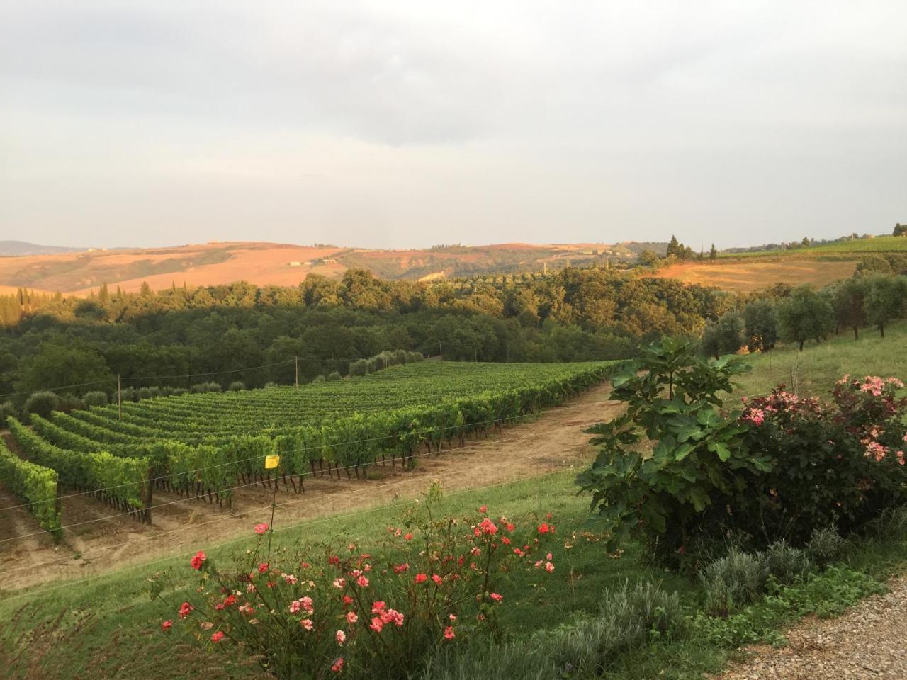 Agriturismo Mocine Asciano Ngoại thất bức ảnh